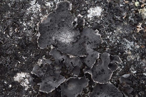Greater Salted Rocktripe Lichen