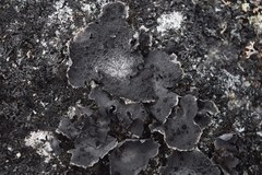 Umbilicaria proboscidea