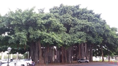 Ficus benghalensis