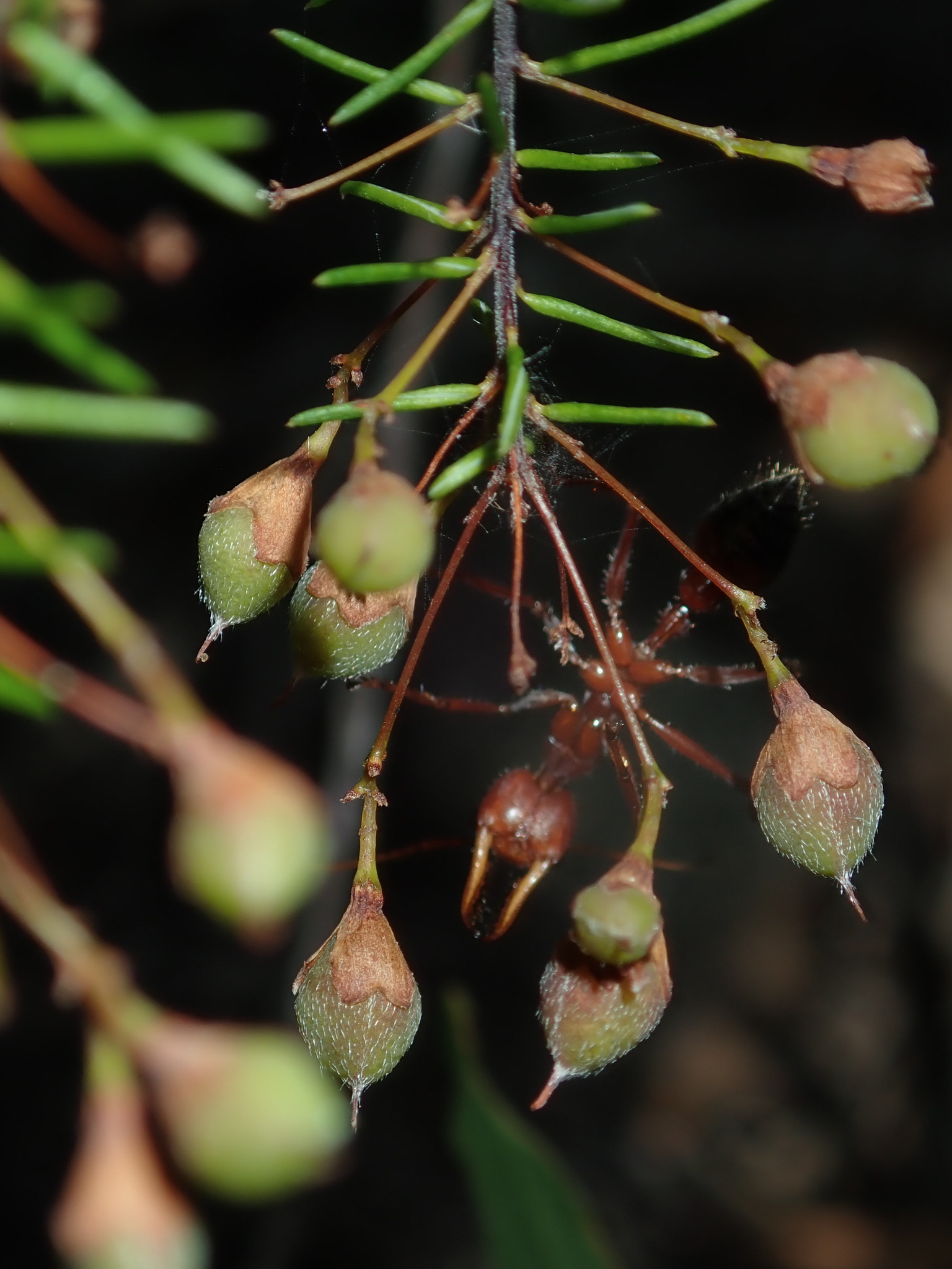 Myrmecia gulosa
