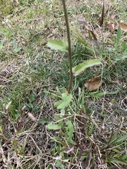 Picris hieracioides hieracioides