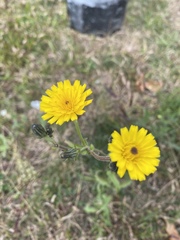 Picris hieracioides hieracioides