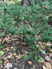 Taxus canadensis
