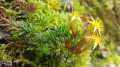 Sedum morrisonense