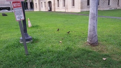 Acridotheres tristis