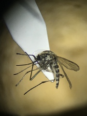 Aedes spencerii