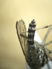 Aedes spencerii