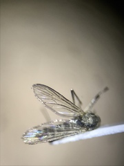 Aedes spencerii