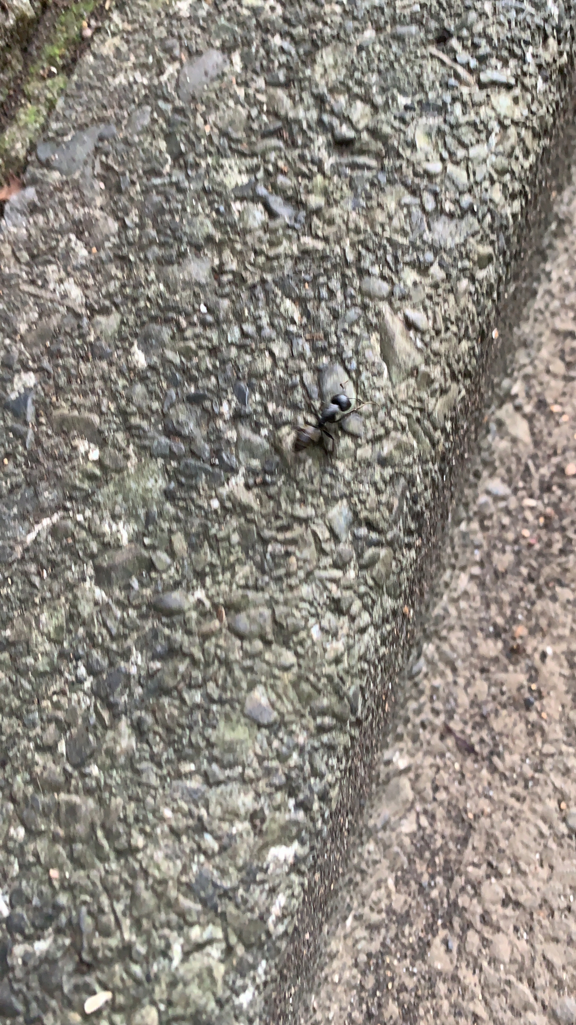 Camponotus japonicus