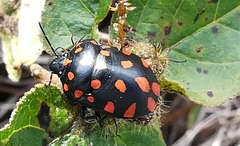 Pachycoris torridus