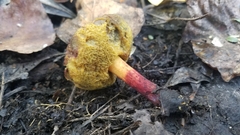Xerocomellus salicicola