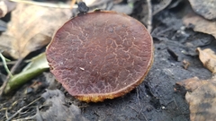 Xerocomellus salicicola