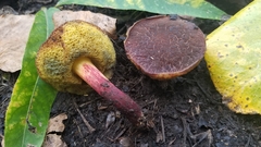 Xerocomellus salicicola