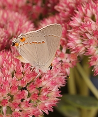 Strymon melinus pudica