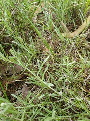 Calocephalus lacteus