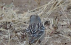 Zonotrichia leucophrys