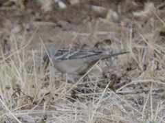 Zonotrichia leucophrys