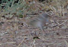 Zonotrichia leucophrys