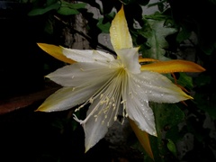 Disocactus anguliger