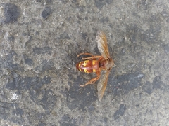 Sphecius