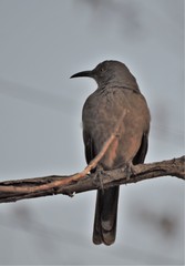 Toxostoma curvirostre