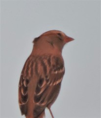 Zonotrichia leucophrys