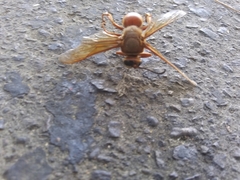 Sphecius