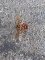 Sphecius