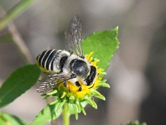 Megachiloides
