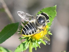 Megachiloides