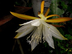 Disocactus anguliger