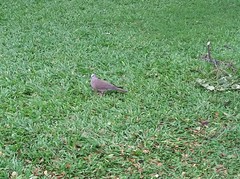 Streptopelia chinensis