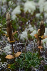 Gentiana glauca