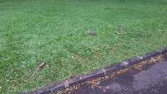 Streptopelia chinensis