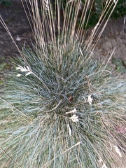 Festuca glauca