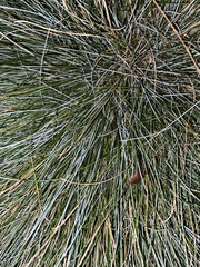 Festuca glauca