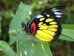 Delias henningia