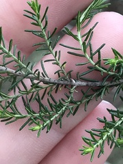 Cassinia arcuata