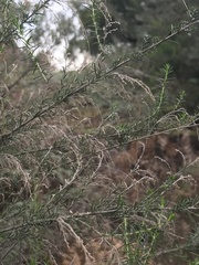 Cassinia arcuata