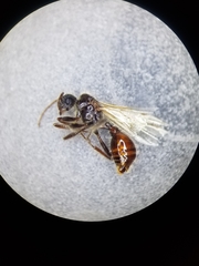 Pogonomyrmex occidentalis