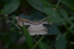 Krananda latimarginaria