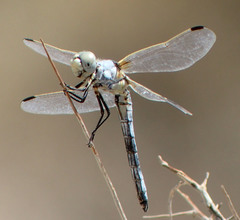 Libellula composita