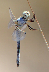 Libellula composita