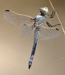 Libellula composita