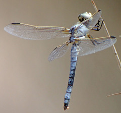 Libellula composita