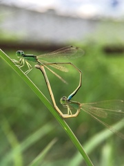 Ischnura asiatica
