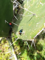 Euthyrhynchus floridanus