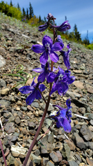 Delphinium glareosum