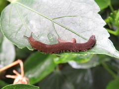 Oroperipatus eisenii