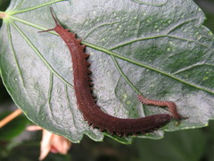 Oroperipatus eisenii